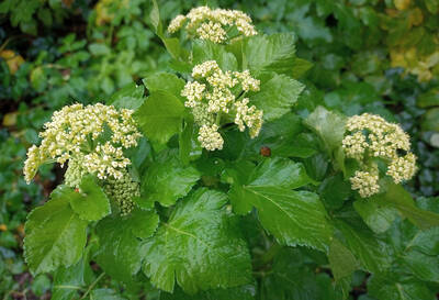 Alexanders Flowers: Leaves 
and young shoots - raw in salads or cooked in soups, stews etc. The plant comes into growth in the autumn and the leaves are often available 
throughout the winter. They have a rather strong celery-like flavour and are often blanched (by excluding light from the growing plant) before use. 
Leafy seedlings can be used as a parsley substitute. Stem - raw or cooked. It tastes somewhat like celery, but is more pungent. The stem is often 
blanched (by excluding light from the growing plant) before use. Flower buds - raw. Added to salads, they have a celery-like flavour. The spicy seeds 
are used as a pepper substitute. Root - cooked. Boiled and used in soups, its flavour is somewhat like celery. The root is said to be more tender if 
it has been kept in a cool place all winter.