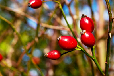 Rosehip: 