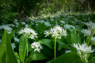 Wild Garlic.